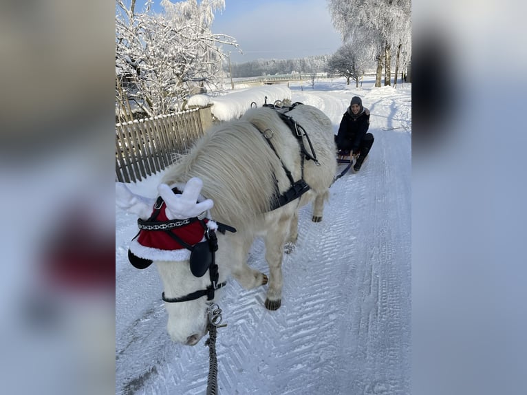 Sonstige Rassen Mix Stute 19 Jahre 120 cm Schimmel in Stra&#xDF;walchen