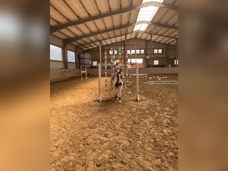 Sonstige Rassen Stute 19 Jahre 137 cm Schecke in Solingen