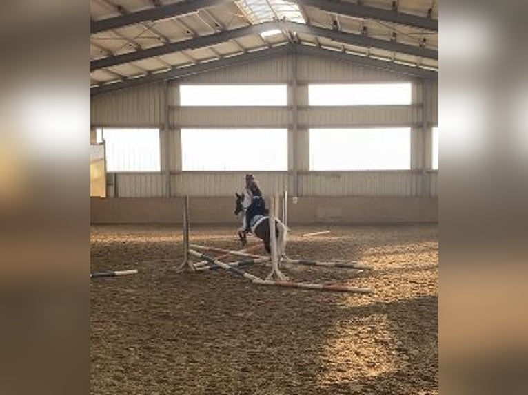 Sonstige Rassen Stute 19 Jahre 137 cm Schecke in Solingen