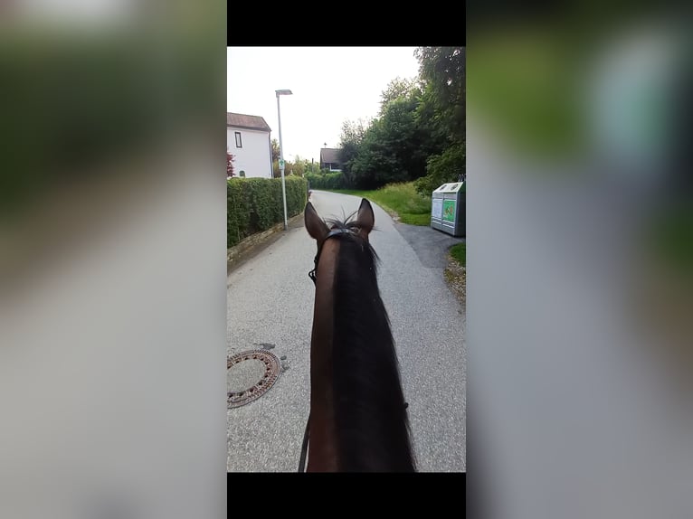 Sonstige Rassen Stute 19 Jahre 147 cm Brauner in Wels