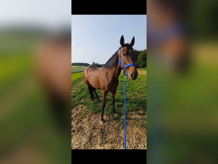 Sonstige Rassen Stute 19 Jahre 147 cm Brauner in Wels