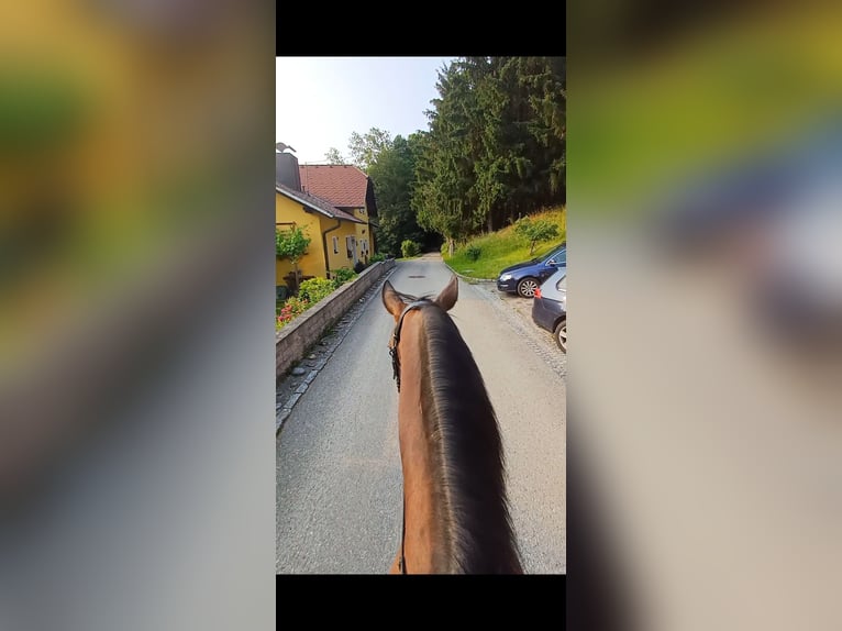 Sonstige Rassen Stute 19 Jahre 147 cm Brauner in Wels