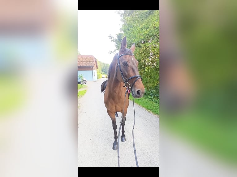 Sonstige Rassen Stute 19 Jahre 147 cm Brauner in Wels