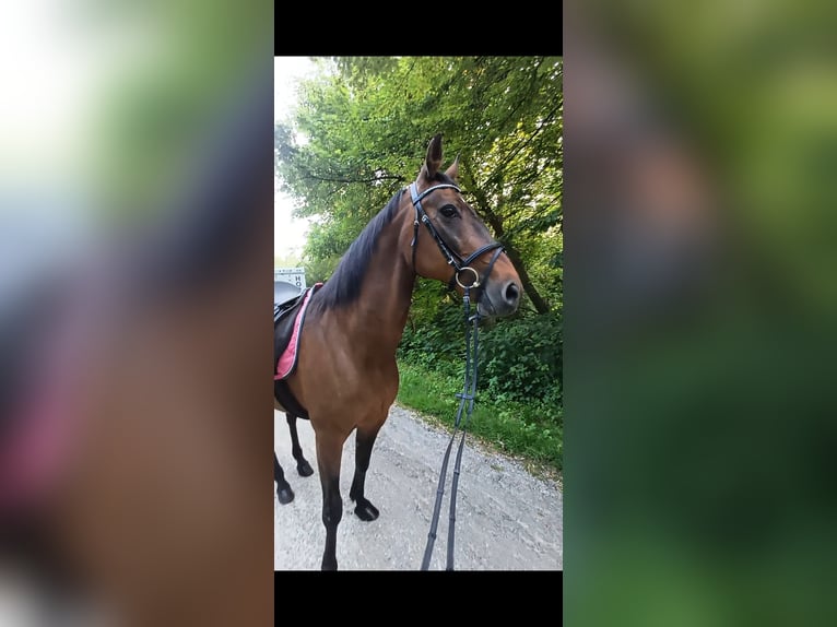 Sonstige Rassen Stute 19 Jahre 147 cm Brauner in Wels