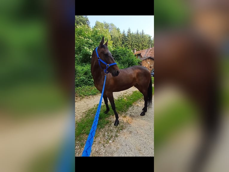 Sonstige Rassen Stute 19 Jahre 147 cm Brauner in Wels