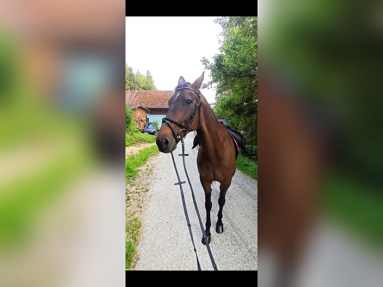 Sonstige Rassen Stute 19 Jahre 147 cm Brauner in Wels