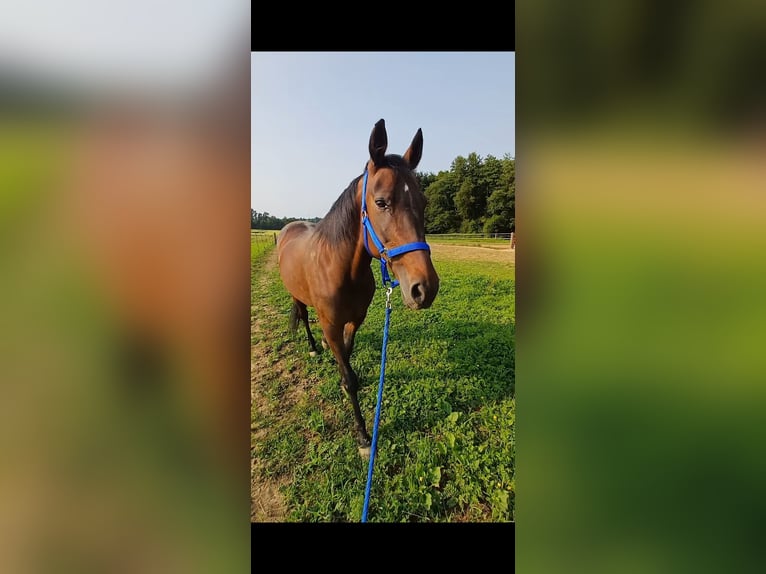 Sonstige Rassen Stute 19 Jahre 147 cm Brauner in Wels
