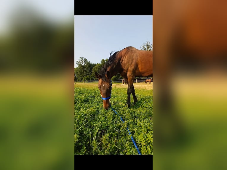 Sonstige Rassen Stute 19 Jahre 147 cm Brauner in Wels