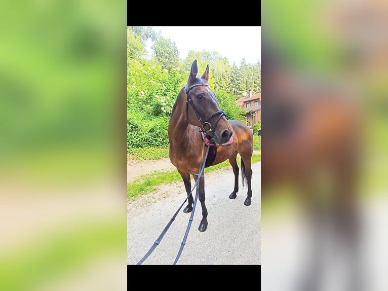 Sonstige Rassen Stute 19 Jahre 147 cm Brauner in Wels