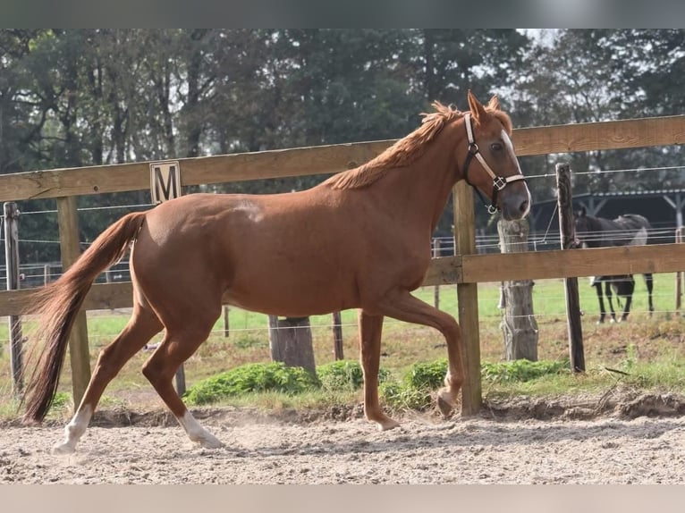 Sonstige Rassen Stute 19 Jahre 153 cm Fuchs in Achtmaal