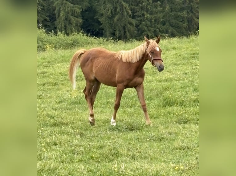 Sonstige Rassen Stute 1 Jahr 135 cm Fuchs in Bad Münstereifel