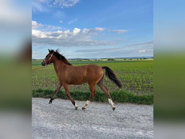 Sonstige Rassen Stute 1 Jahr 145 cm Brauner in Oberschwarzach