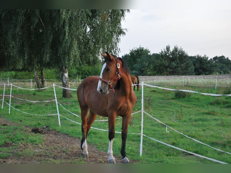 Sonstige Rassen Mix Stute 1 Jahr 160 cm Brauner in Torzym
