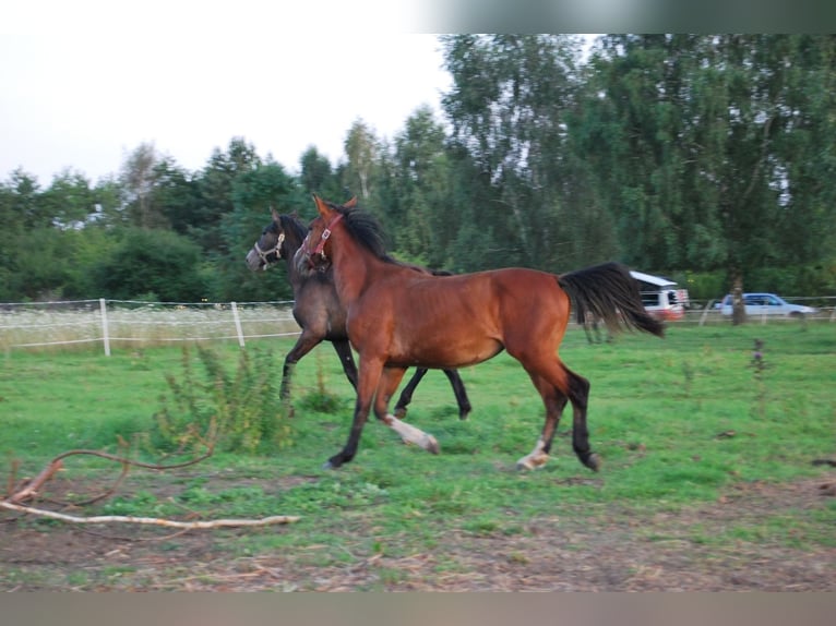 Sonstige Rassen Mix Stute 1 Jahr 160 cm Brauner in Torzym