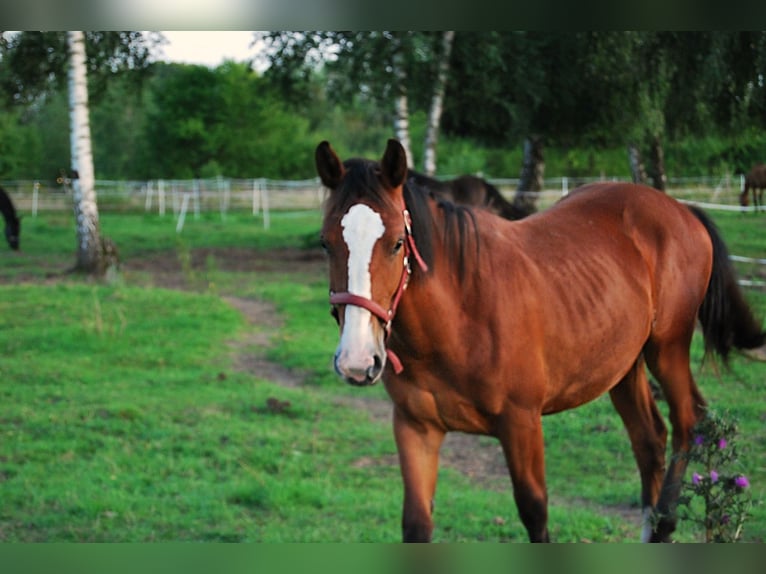 Sonstige Rassen Mix Stute 1 Jahr 160 cm Brauner in Torzym
