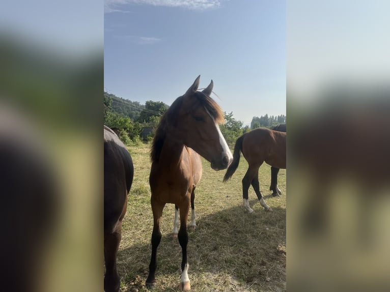 Sonstige Rassen Stute 1 Jahr Brauner in Pelleautier