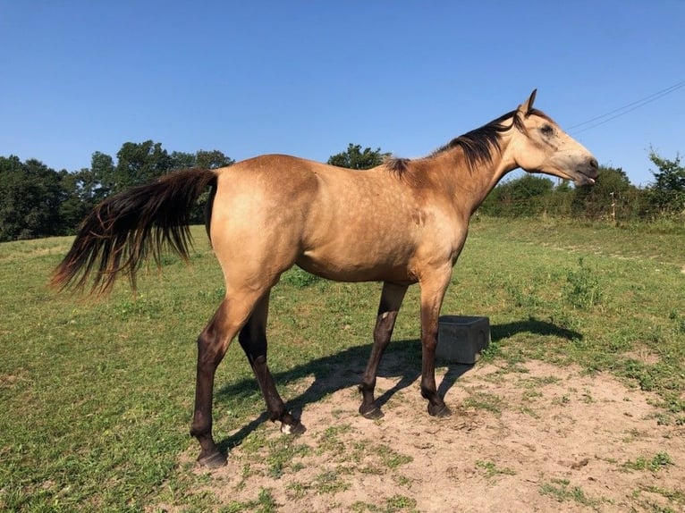 Sonstige Rassen Stute 1 Jahr Falbe in BUSSY-ALBIEUX