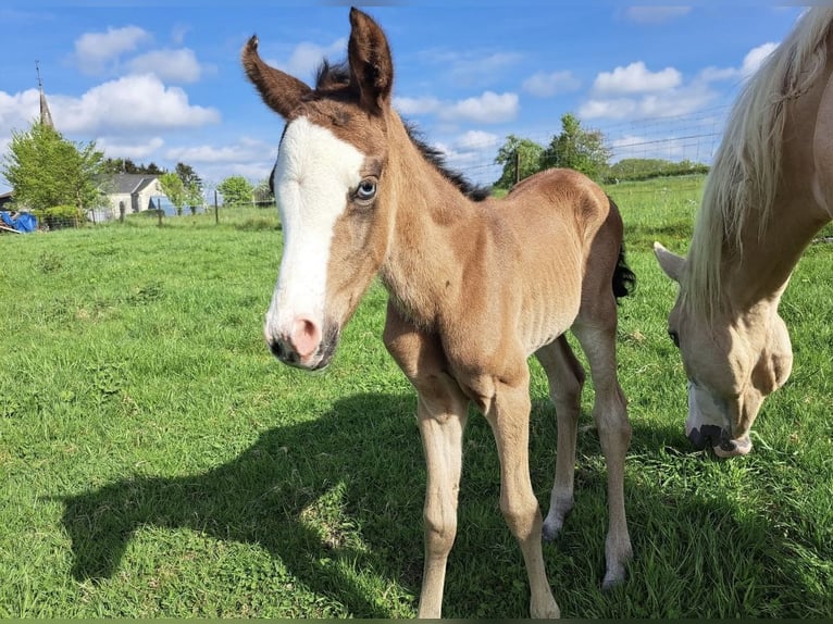 Sonstige Rassen Mix Stute 1 Jahr Overo-alle-Farben in Montmeillant