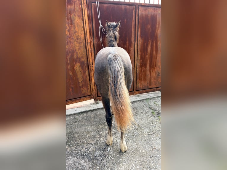 Sonstige Rassen Stute 1 Jahr Schimmel in Marina Di Gioiosa Ionica