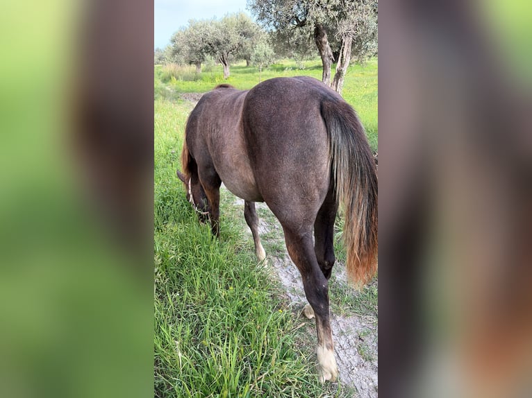 Sonstige Rassen Stute 1 Jahr Schimmel in Marina Di Gioiosa Ionica