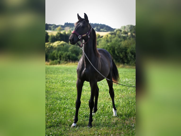 Sonstige Rassen Stute 1 Jahr Schwarzbrauner in RULLES