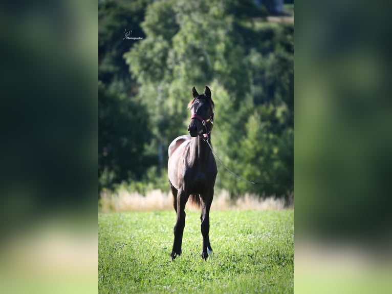 Sonstige Rassen Stute 1 Jahr Schwarzbrauner in RULLES