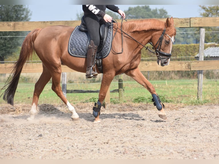 Sonstige Rassen Stute 20 Jahre 152 cm Fuchs in Achtmaal