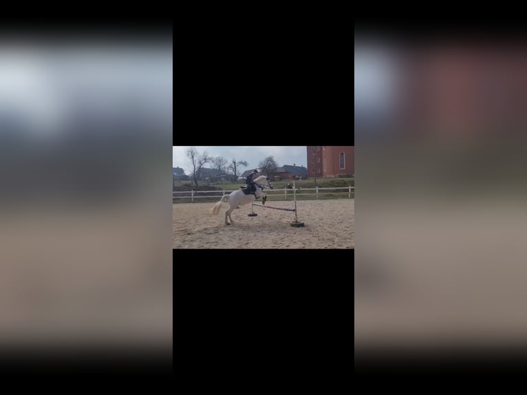Sonstige Rassen Mix Stute 21 Jahre 148 cm Schimmel in Crimmitschau