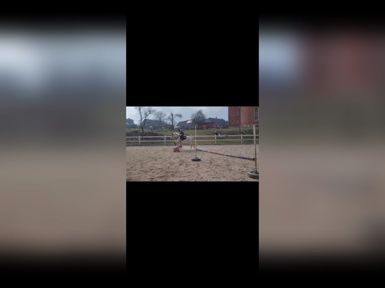 Sonstige Rassen Mix Stute 21 Jahre 148 cm Schimmel in Crimmitschau