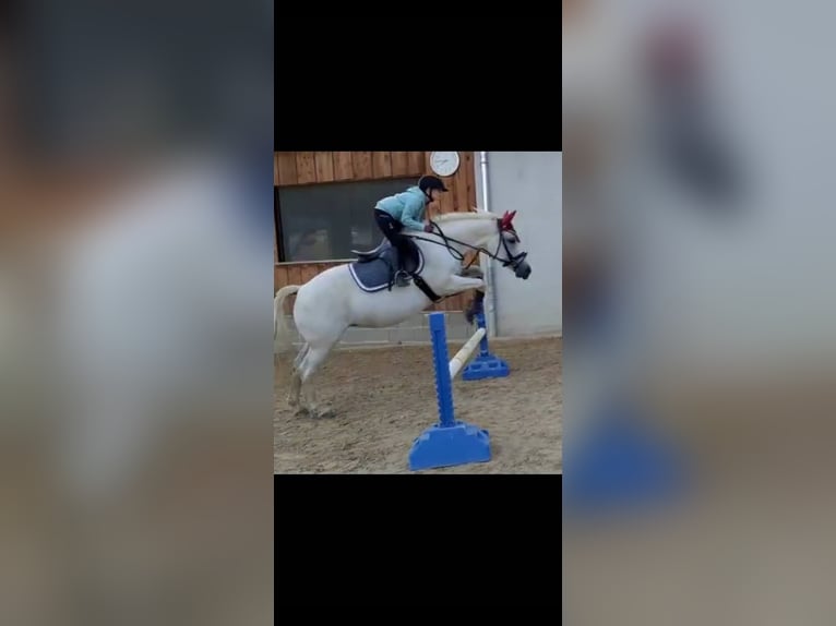 Sonstige Rassen Mix Stute 21 Jahre 148 cm Schimmel in Crimmitschau