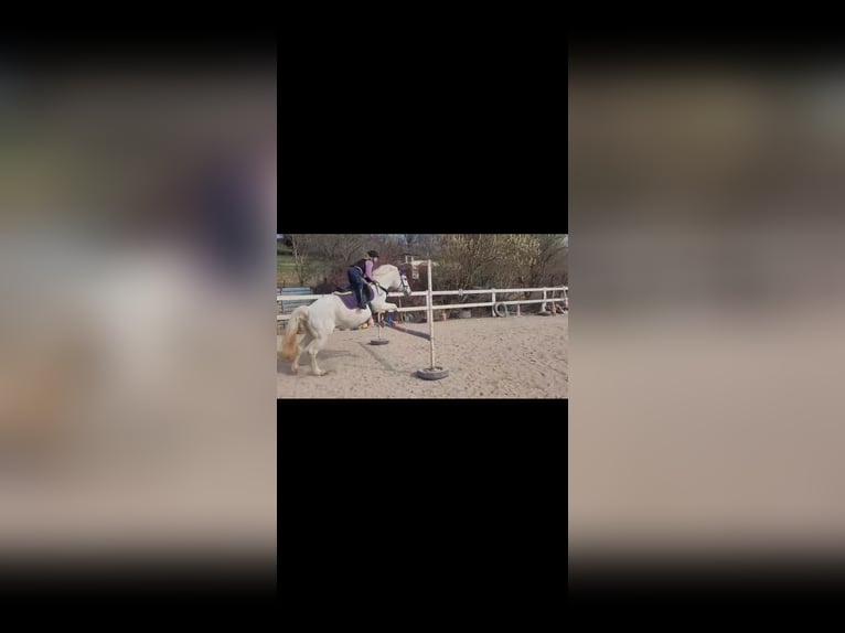 Sonstige Rassen Mix Stute 21 Jahre 148 cm Schimmel in Crimmitschau