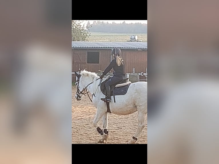 Sonstige Rassen Mix Stute 21 Jahre 148 cm Schimmel in Crimmitschau
