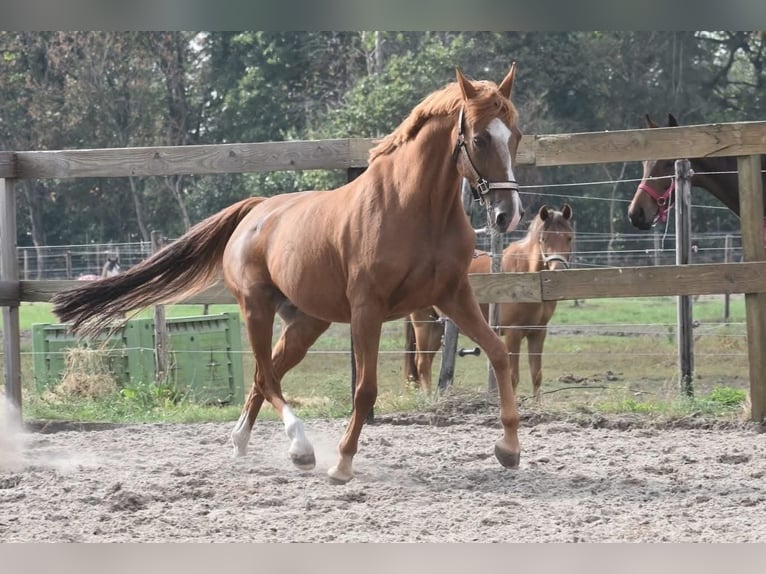 Sonstige Rassen Stute 21 Jahre 152 cm Fuchs in Achtmaal