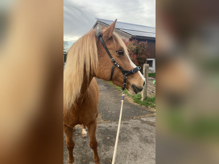 Sonstige Rassen Mix Stute 22 Jahre 144 cm in Bretten