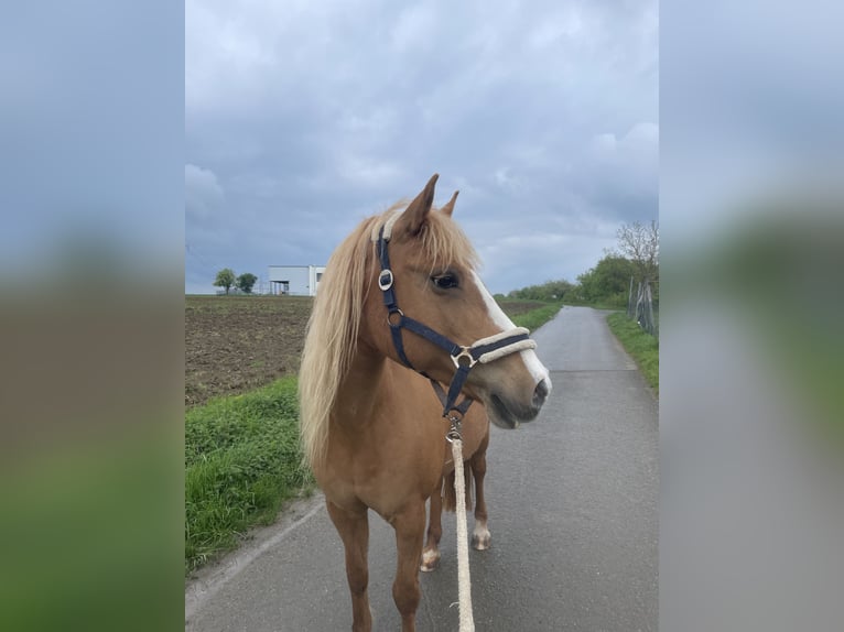 Sonstige Rassen Mix Stute 22 Jahre 144 cm in Bretten