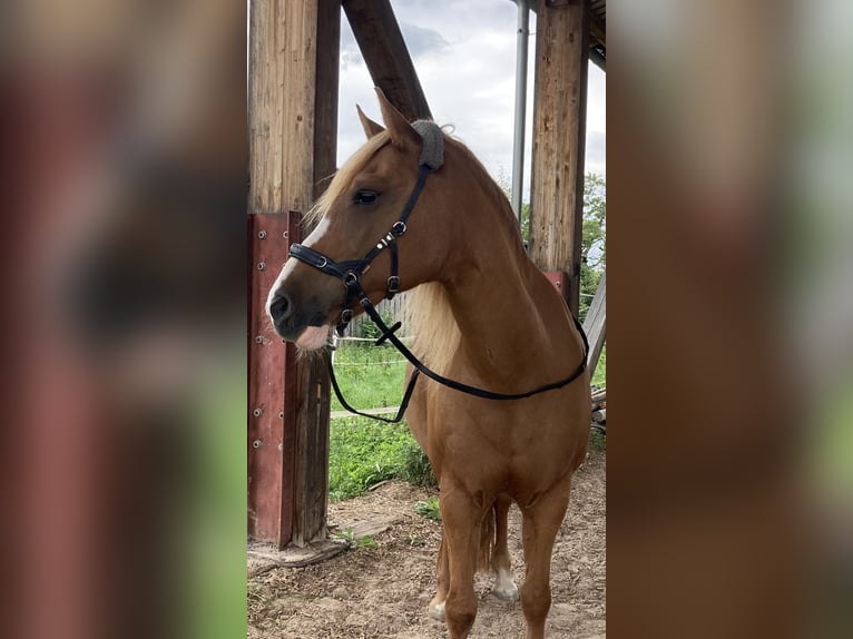 Sonstige Rassen Mix Stute 22 Jahre 144 cm in Bretten