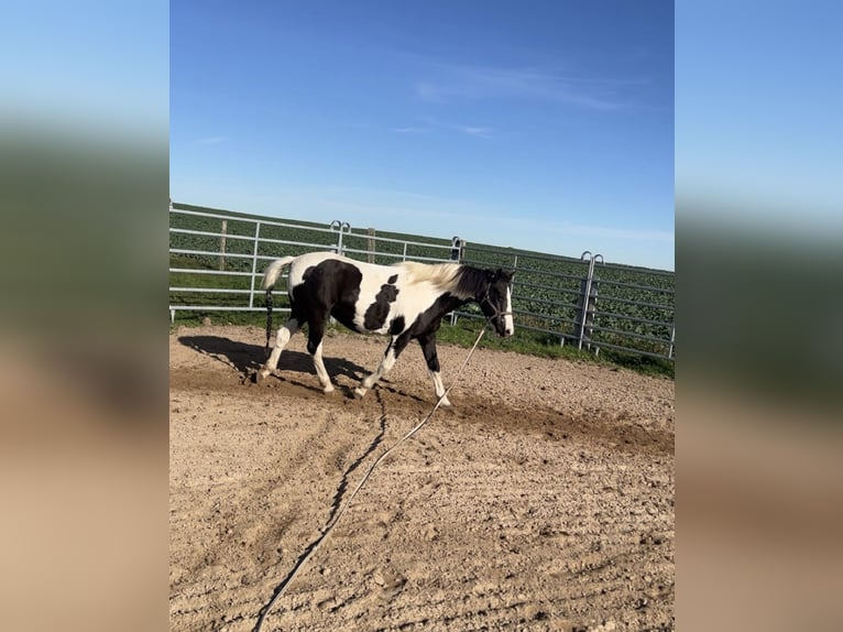 Sonstige Rassen Mix Stute 24 Jahre 146 cm Schecke in Wusterhausen (Dosse)