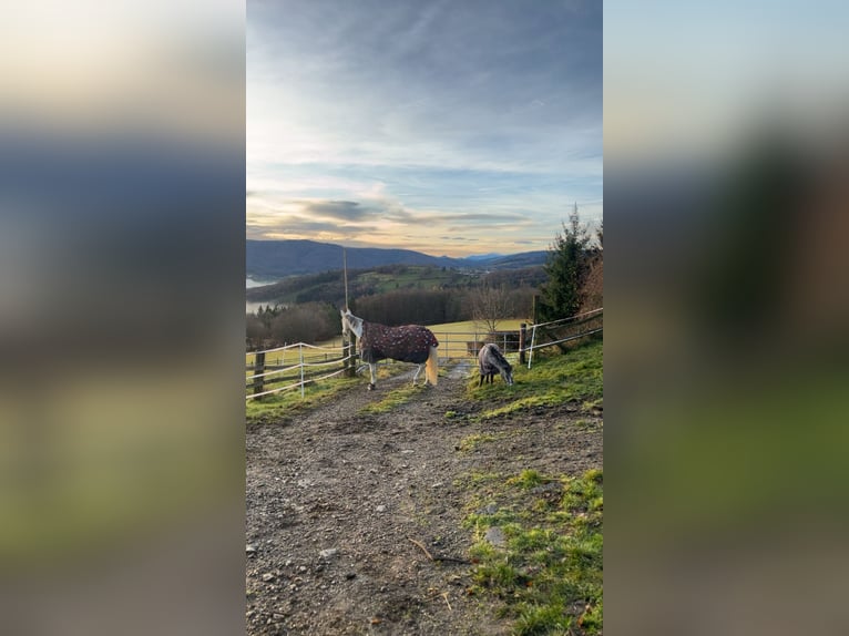 Sonstige Rassen Stute 27 Jahre  in Innermazing