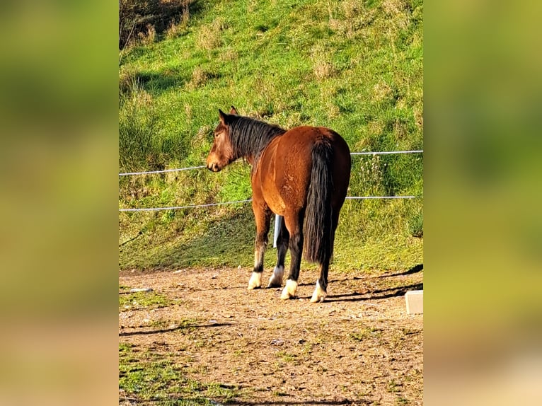 Sonstige Rassen Mix Stute 2 Jahre 140 cm Brauner in Mörlenbach