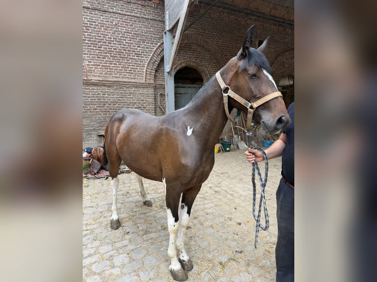 Sonstige Rassen Stute 2 Jahre 140 cm Rappe in Oisy le verger