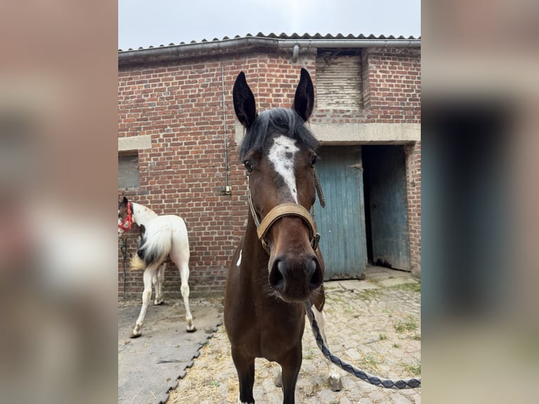 Sonstige Rassen Stute 2 Jahre 140 cm Rappe in Oisy le verger