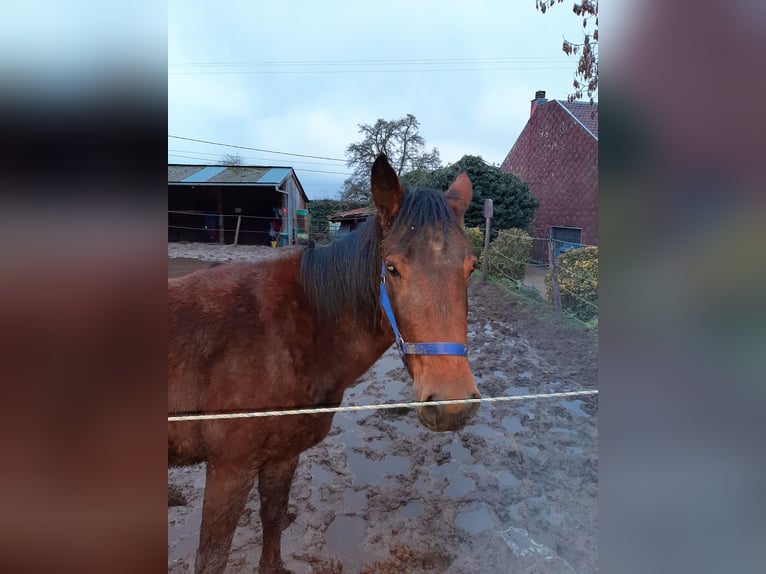 Sonstige Rassen Stute 2 Jahre 145 cm Dunkelbrauner in Saint georges sur meuse