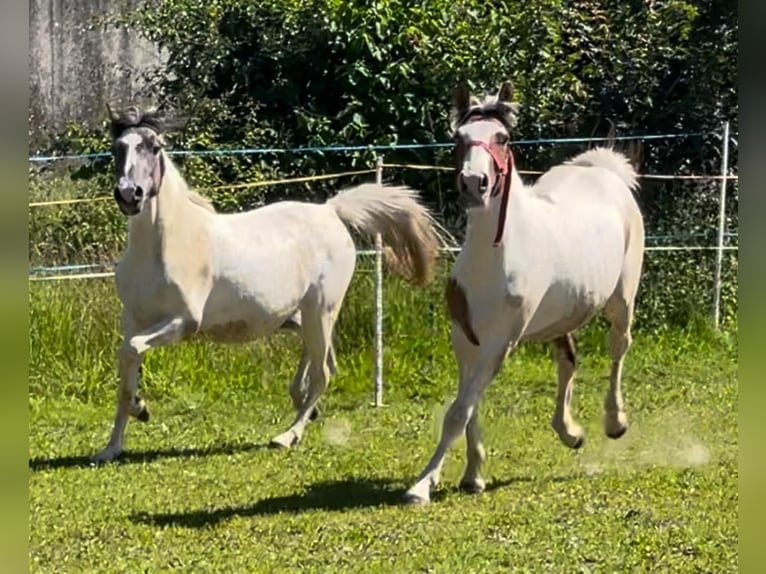 Sonstige Rassen Stute 2 Jahre 150 cm Falbe in Niederaula