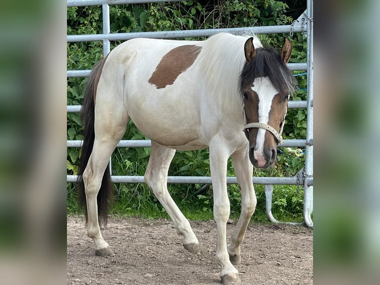 Sonstige Rassen Stute 2 Jahre 150 cm Falbe in Niederaula