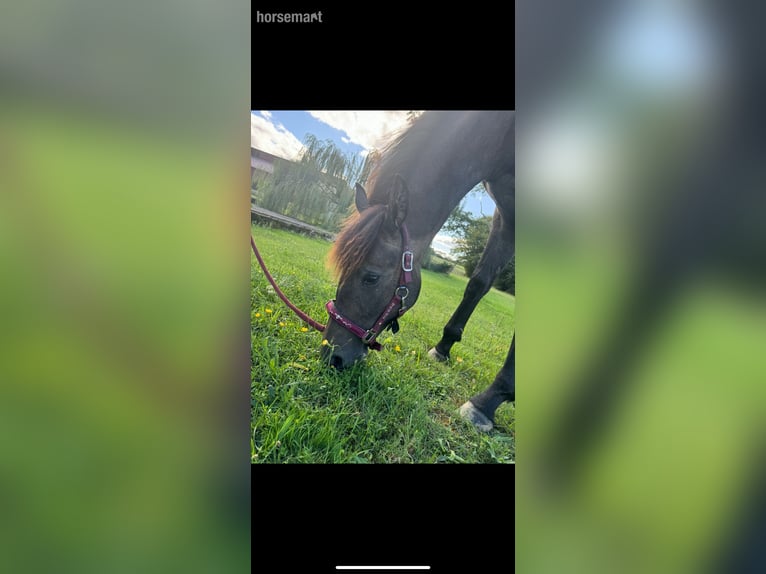 Sonstige Rassen Stute 2 Jahre 157 cm Roan-Bay in Klindare