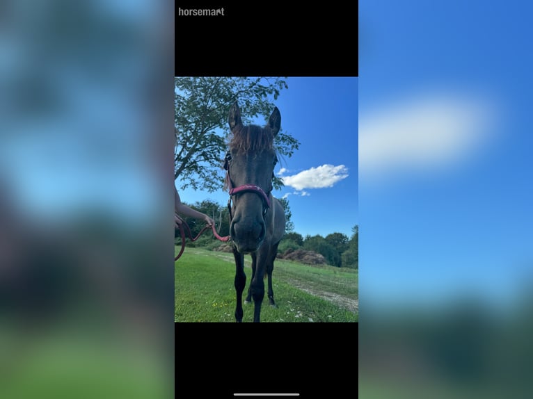 Sonstige Rassen Stute 2 Jahre 157 cm Roan-Bay in Klindare