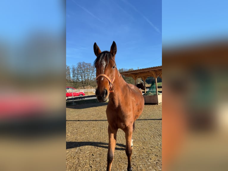 Sonstige Rassen Stute 2 Jahre 160 cm Brauner in Beutelsbach