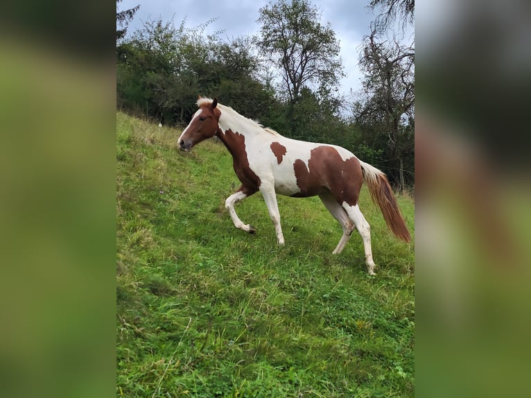 Sonstige Rassen Stute 2 Jahre 160 cm Schecke in Adenau
