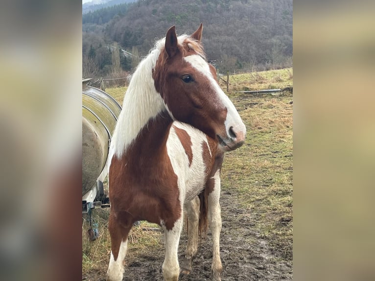 Sonstige Rassen Stute 2 Jahre 160 cm Schecke in Adenau