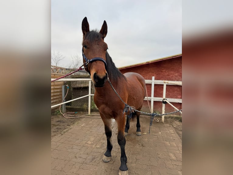 Sonstige Rassen Stute 2 Jahre 170 cm Brauner in Pruchnik